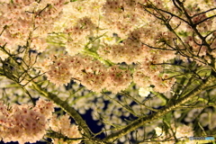 大野ダム桜まつり