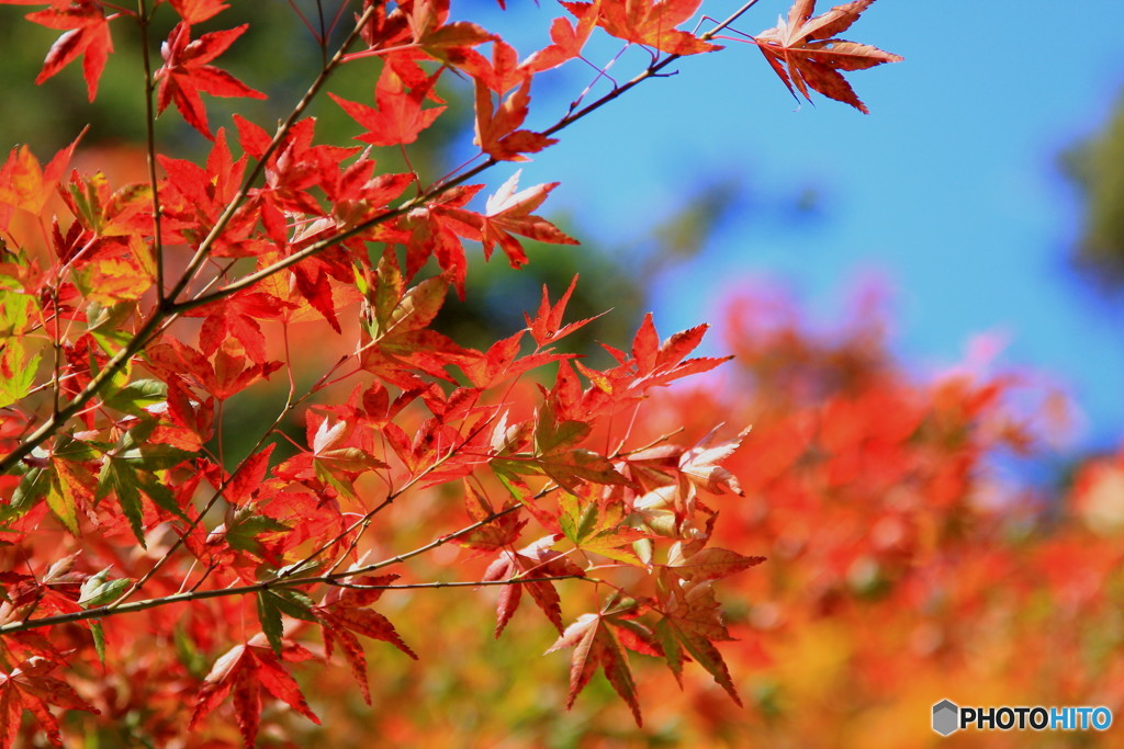 神峰山寺紅葉