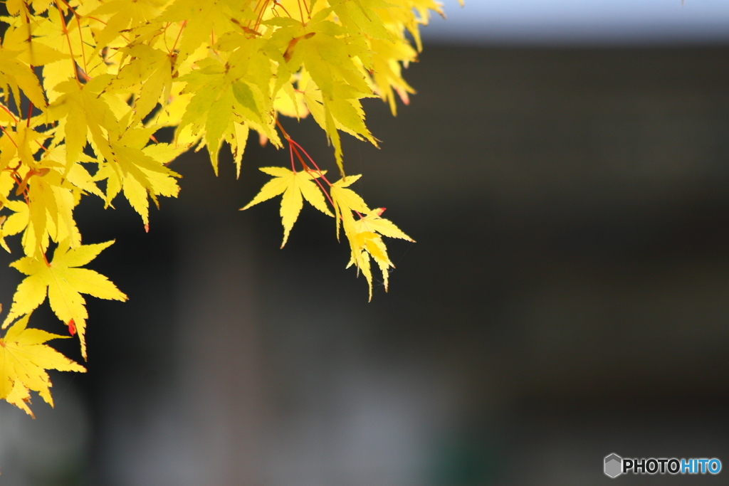 山形紅葉