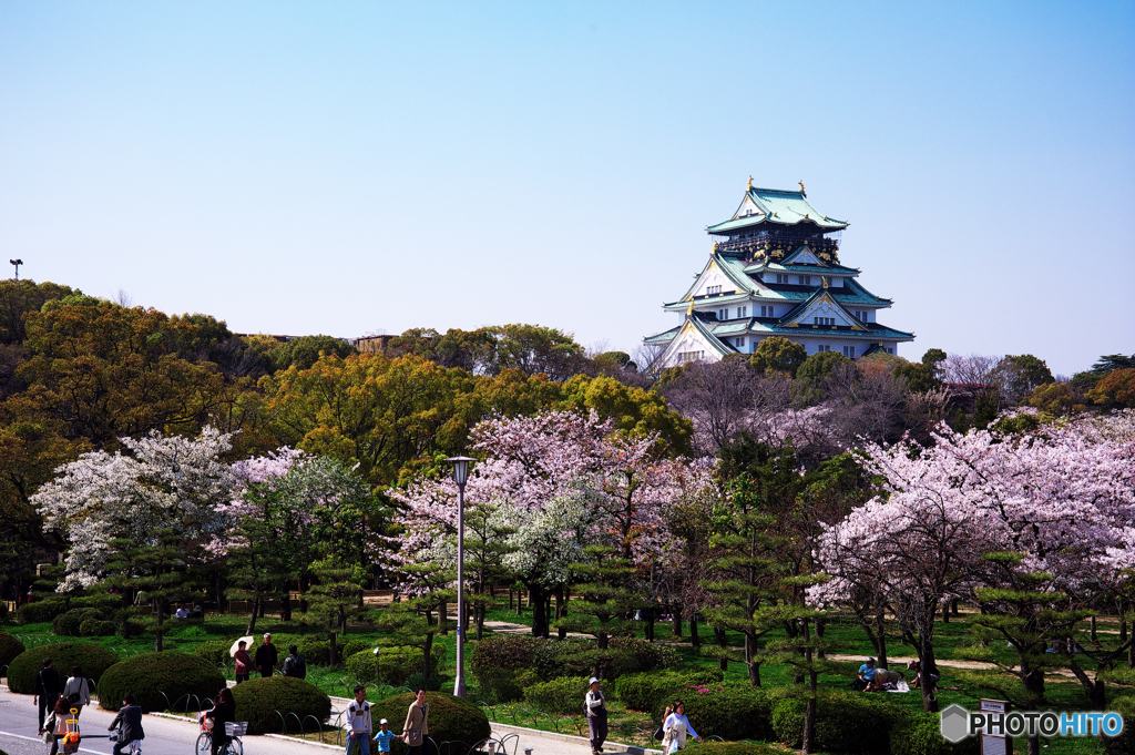 大阪城桜