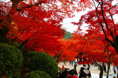 清水寺紅葉_20071201_009