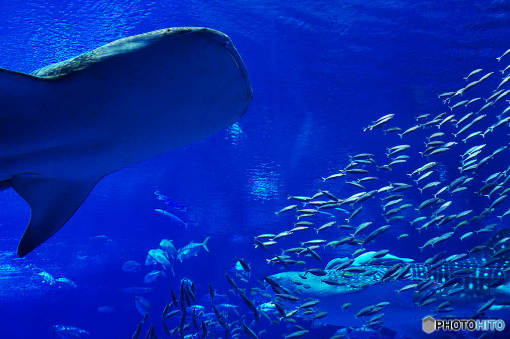 美ら海水族館