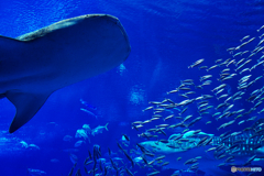 美ら海水族館