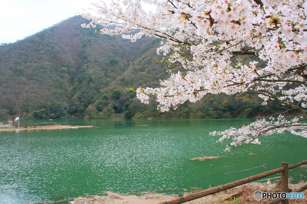 大野ダム桜まつり