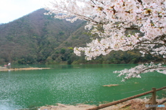 大野ダム桜まつり