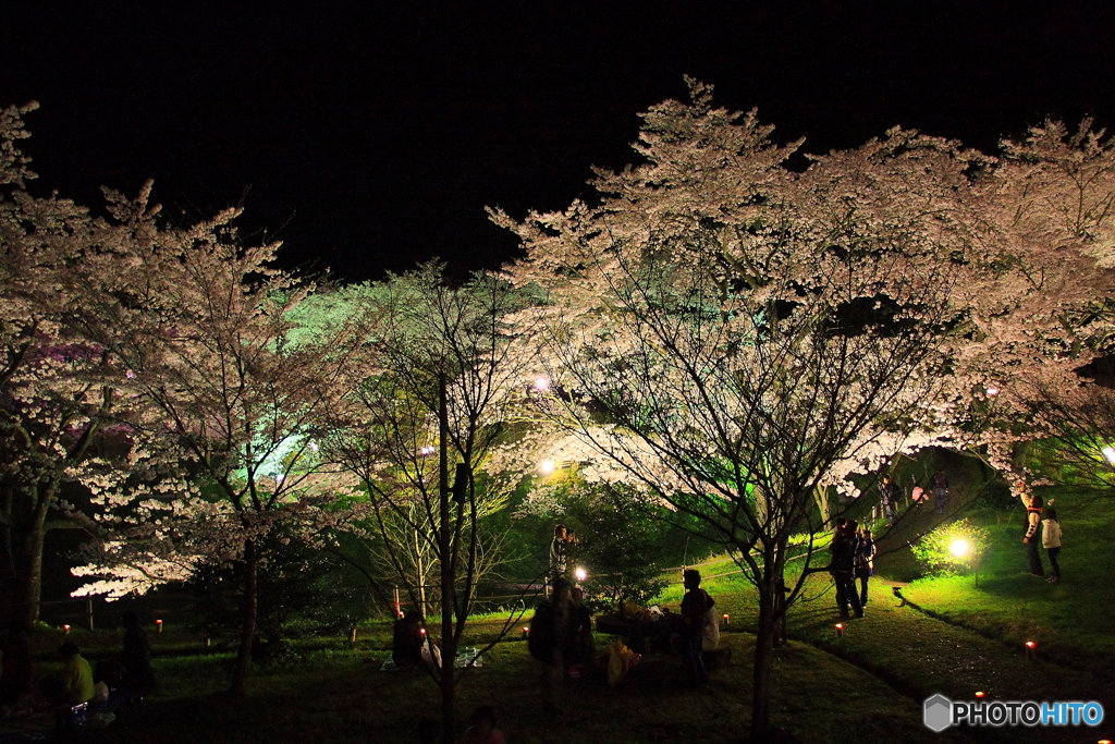 大野ダム桜まつり
