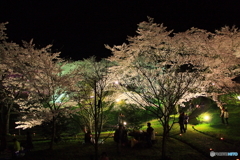 大野ダム桜まつり