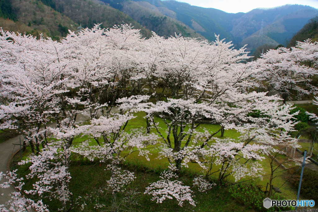 大野ダム桜まつり