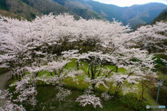 大野ダム桜まつり