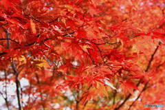 神峰山寺紅葉