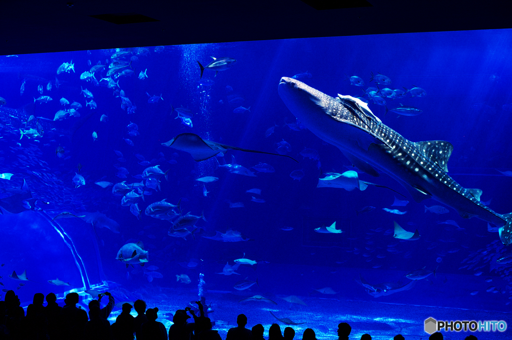 美ら海水族館
