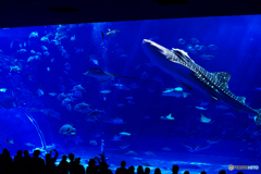 美ら海水族館