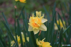大野ダム桜まつり