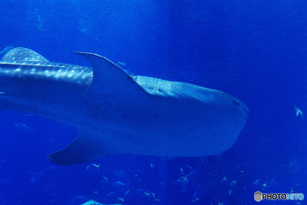 美ら海水族館