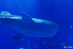 美ら海水族館