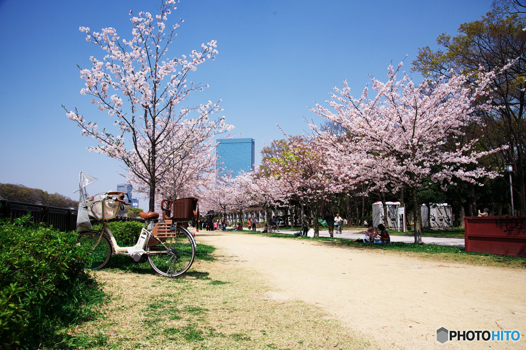 大阪城桜