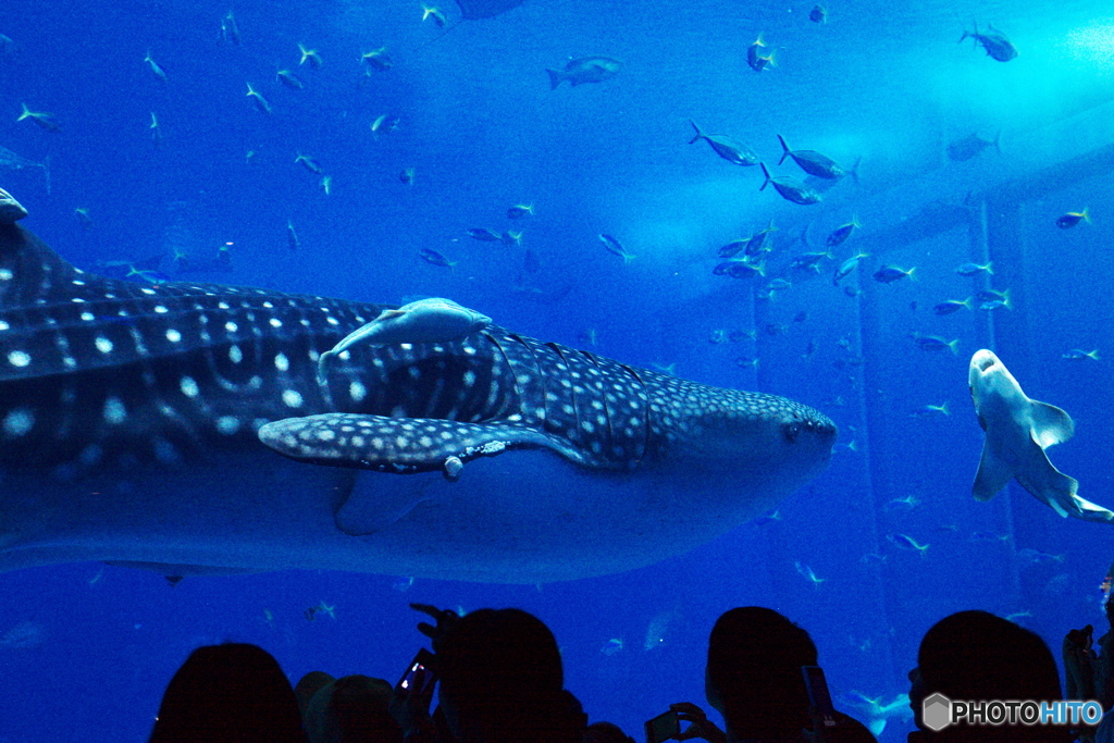 美ら海水族館