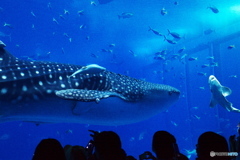 美ら海水族館