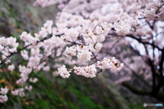 LEN_4101