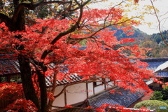 神峰山寺紅葉