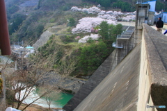 大野ダム桜まつり