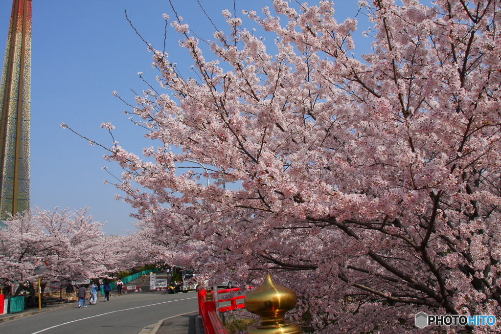 桜