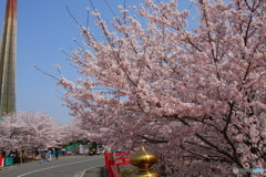 桜