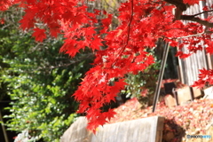 神峰山寺紅葉