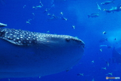 美ら海水族館