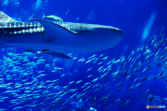 美ら海水族館