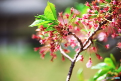LEN_4525