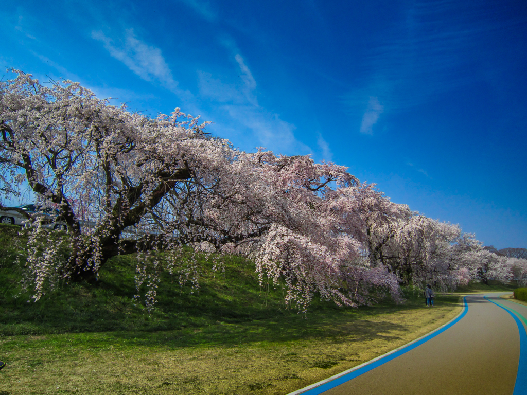 桜並木