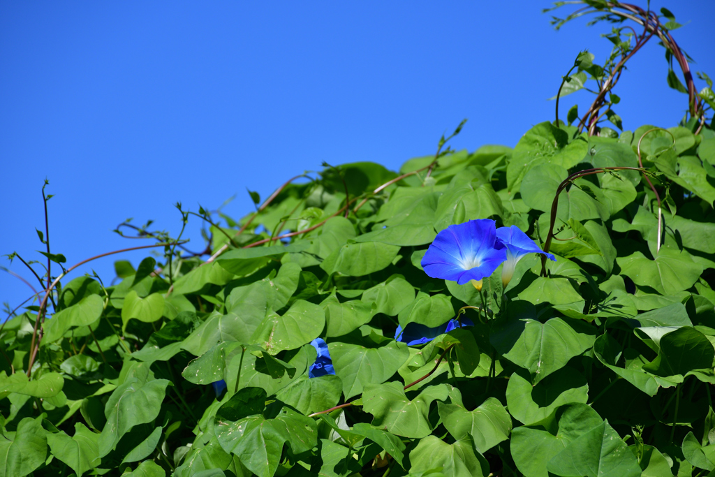 アサガオと青空