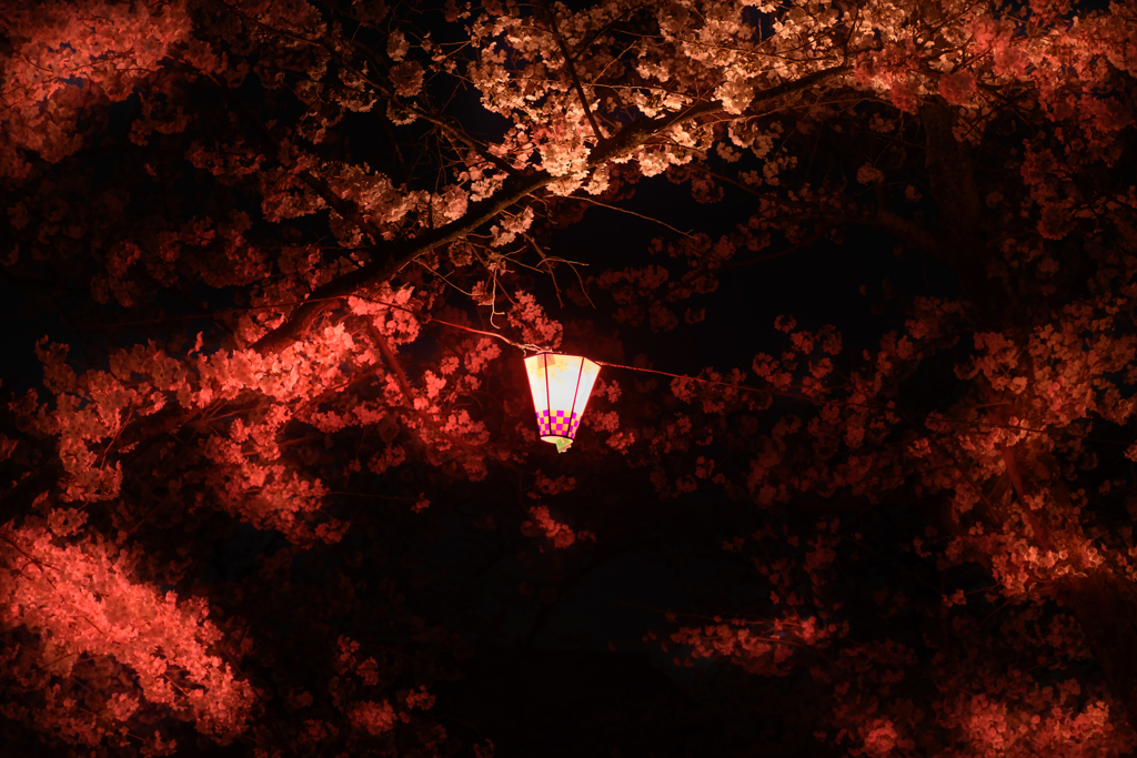 夜桜