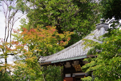 少し紅葉（建仁寺）