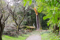 台風の爪痕（京都府立植物園）