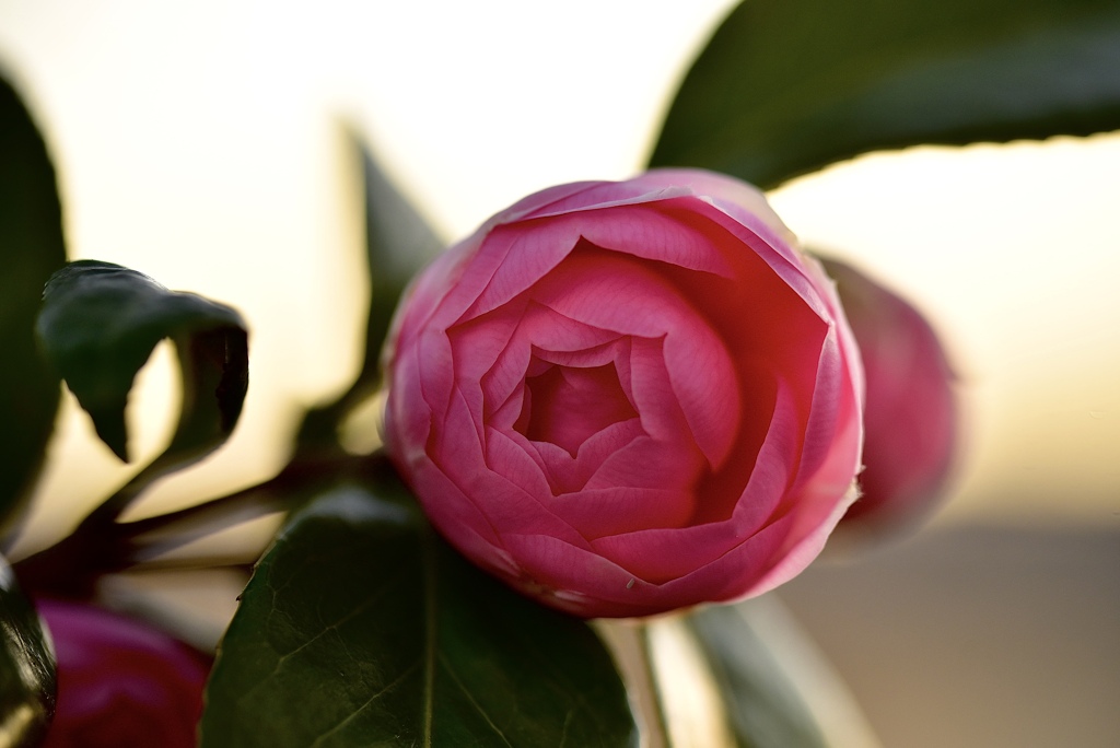 立てば芍薬、、、