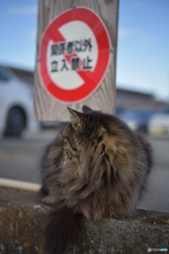 野良猫の番人