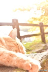 尾道 お昼寝中の猫