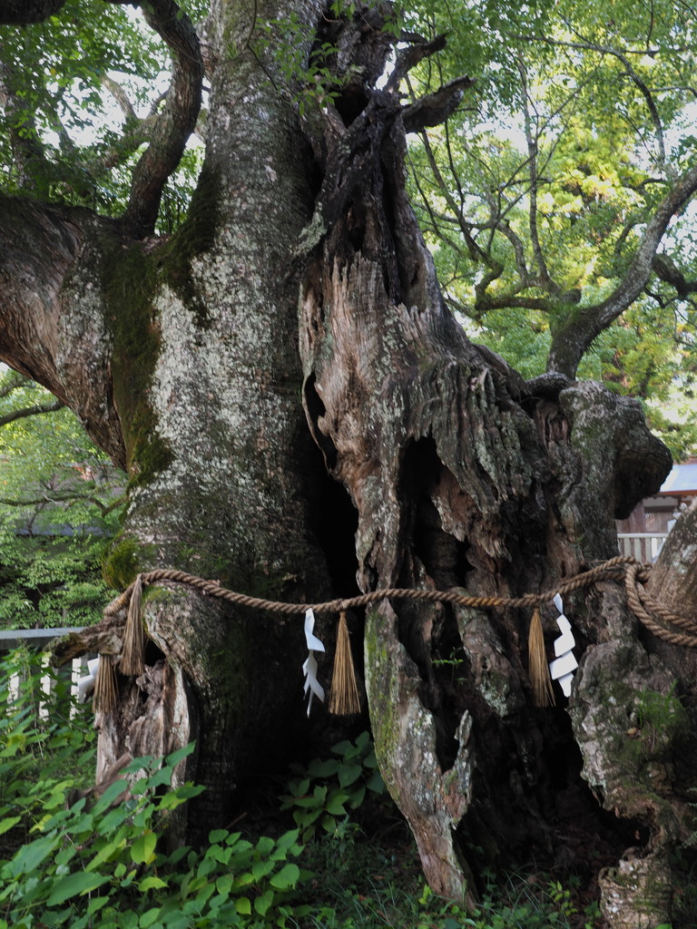 大山祇神社の御神木