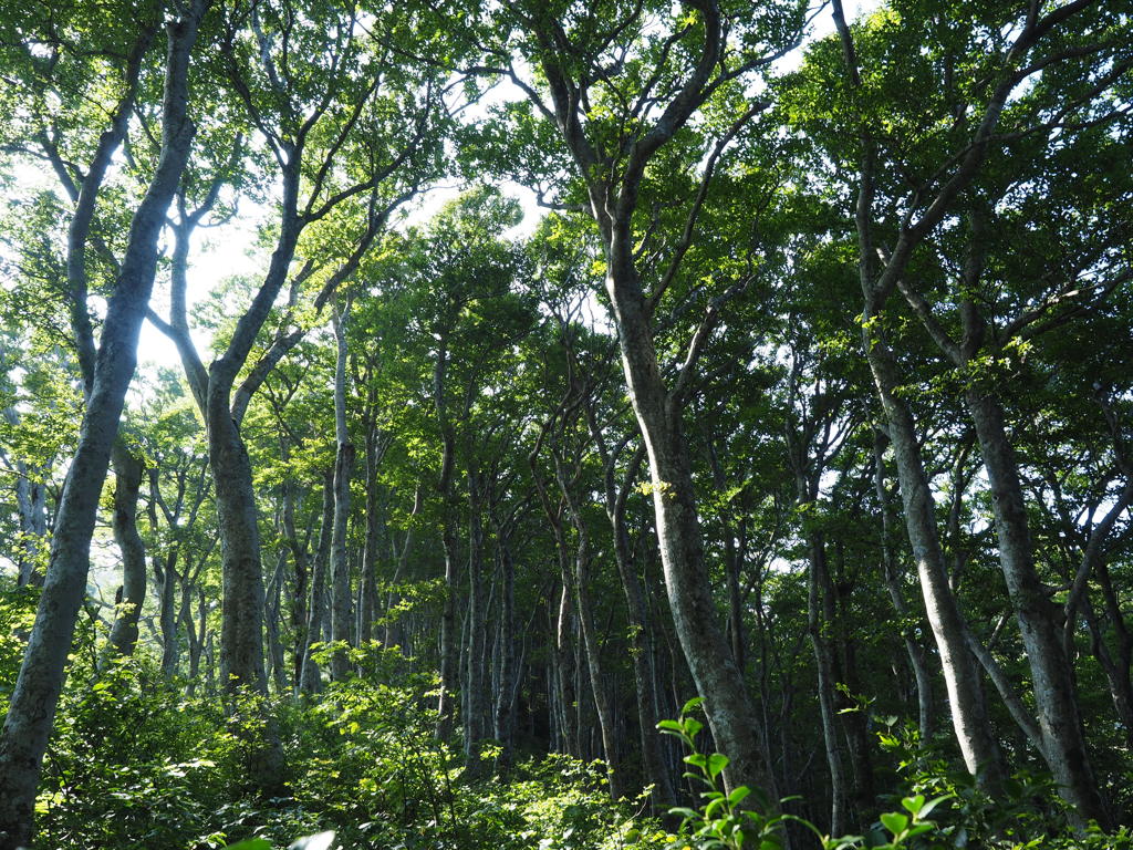 大山ブナ林