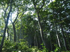 大山ブナ林