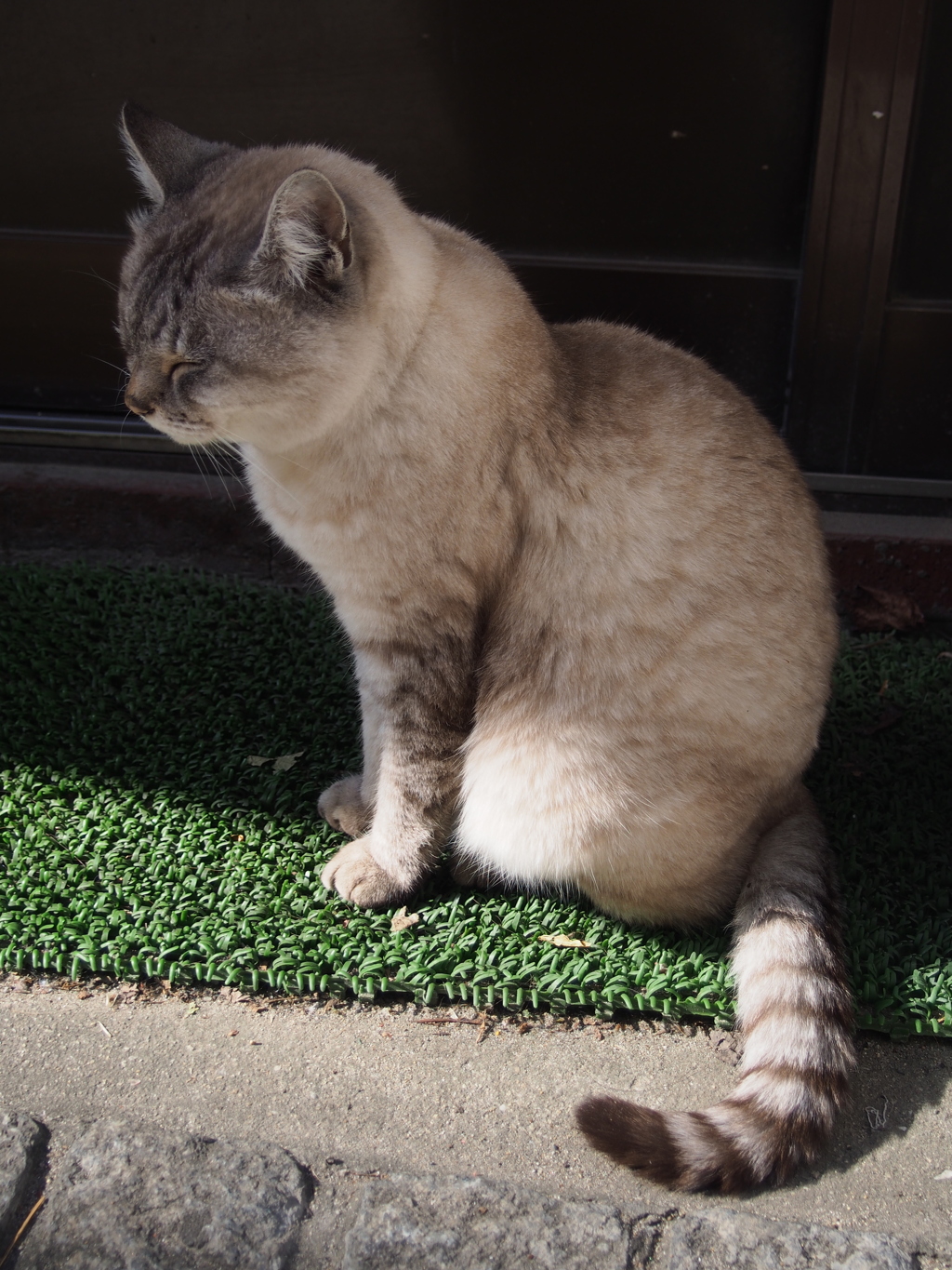 にゃんこ