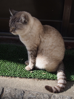 にゃんこ