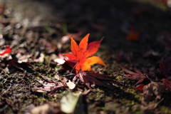今年の紅葉も残すところ僅か