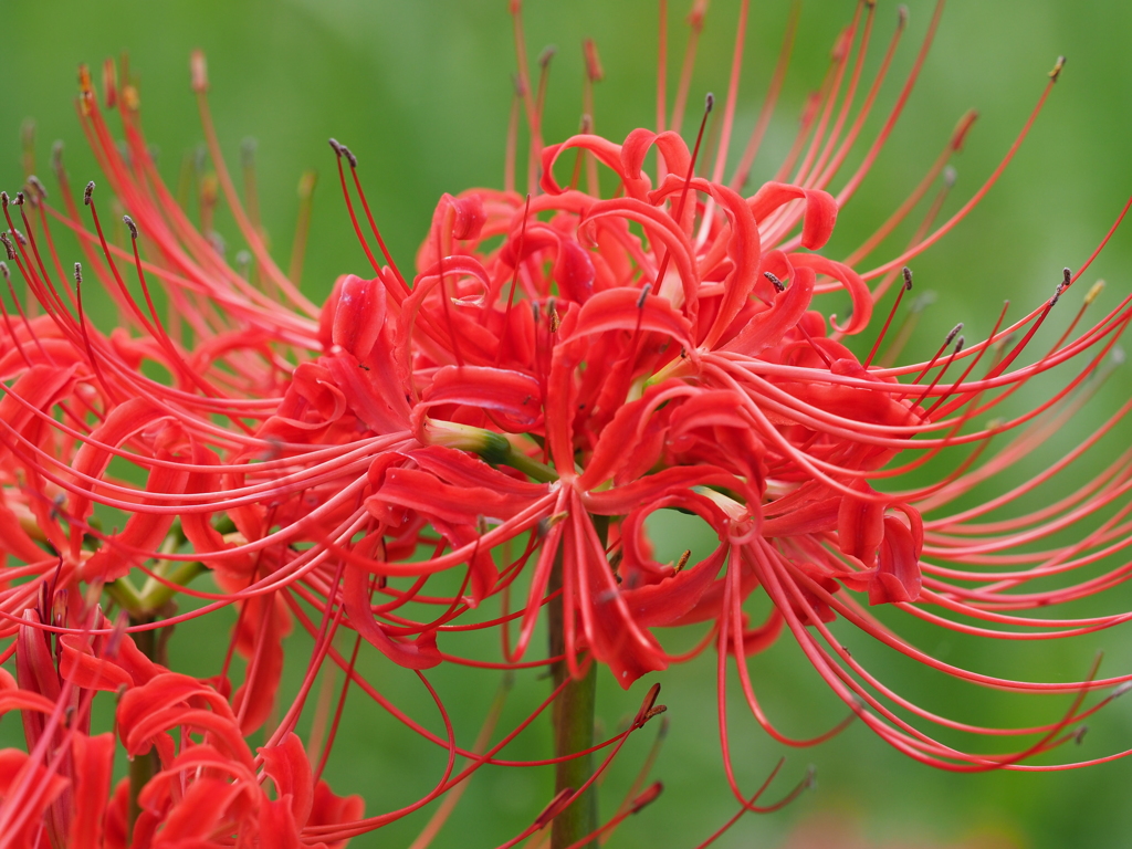 曼珠沙華