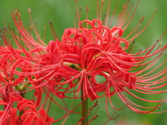 曼珠沙華