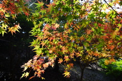 陽光
