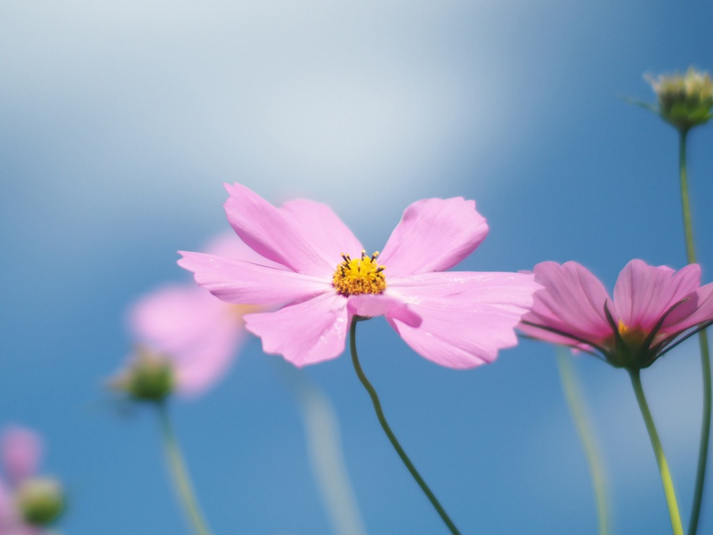 秋桜