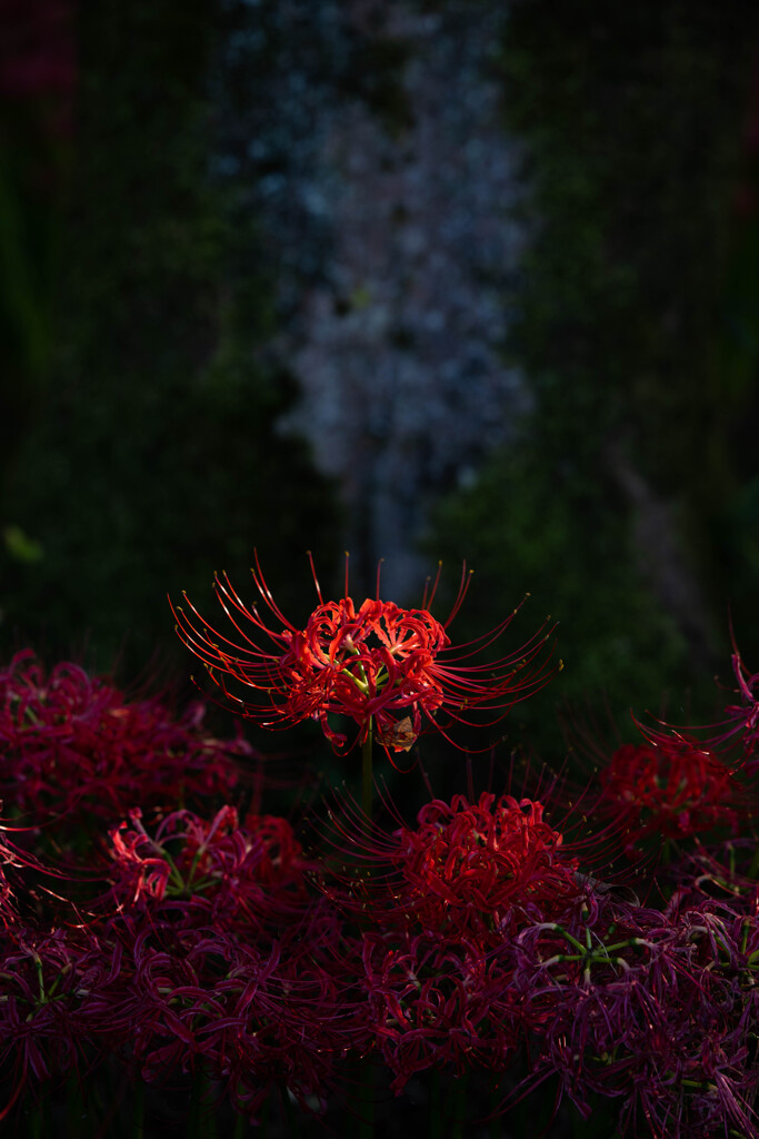 彼岸の紅